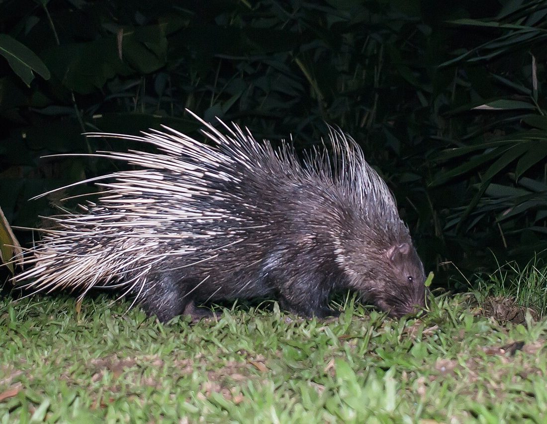 Malayan Porcupine reference