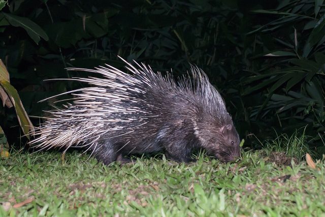 Malayan Porcupine reference