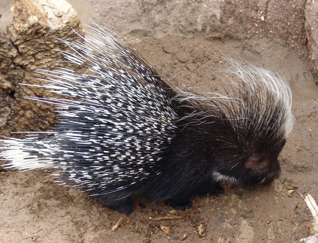 Crested Porcupine reference