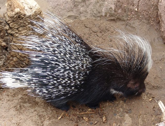 Crested Porcupine reference
