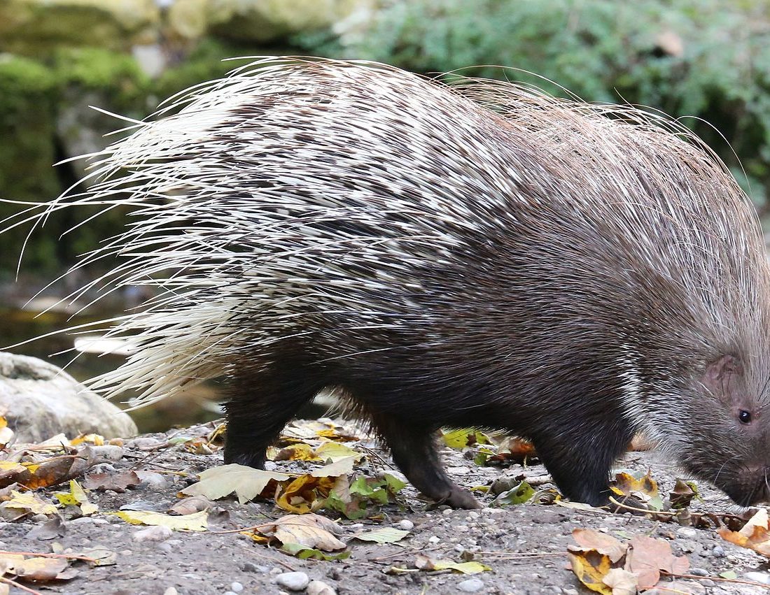 Indian Crested Porcupine reference