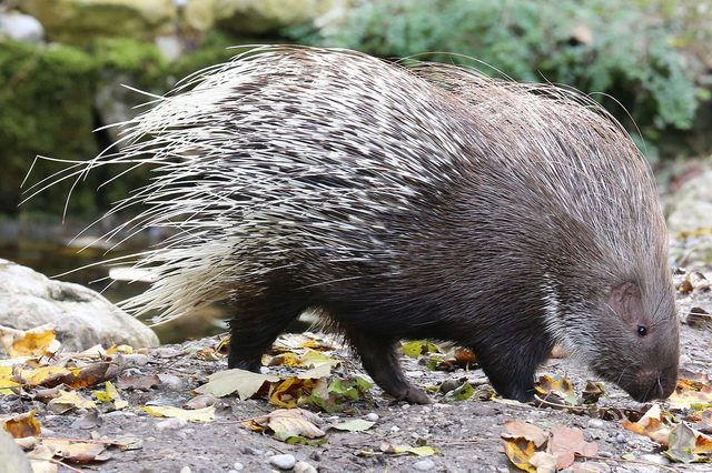 Indian Crested Porcupine reference