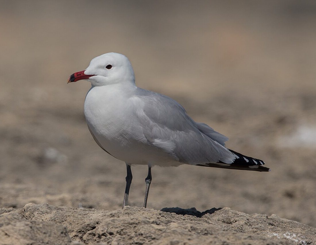 Audouin's Gull reference