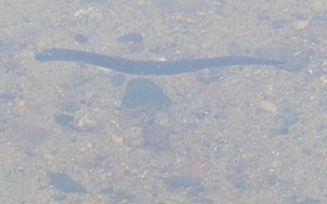Silver Lamprey reference
