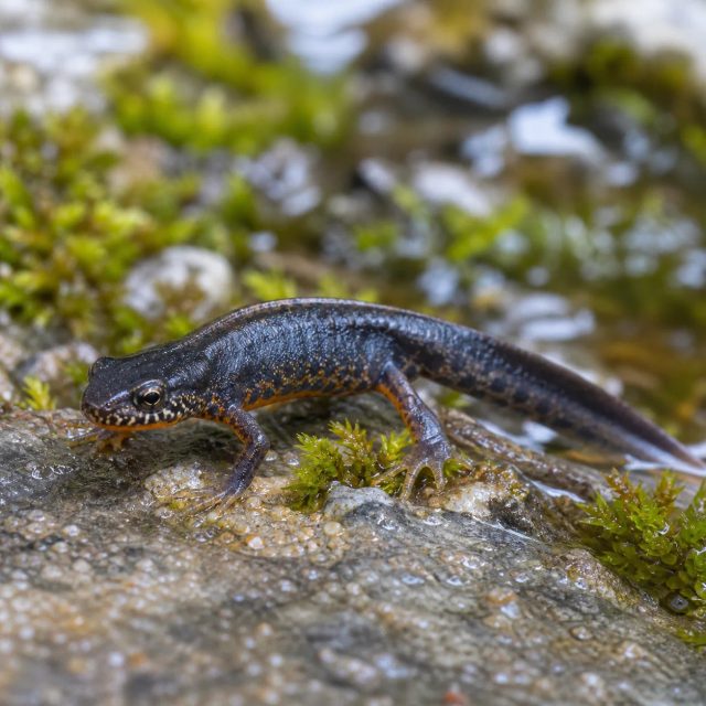 Alpine Newt reference