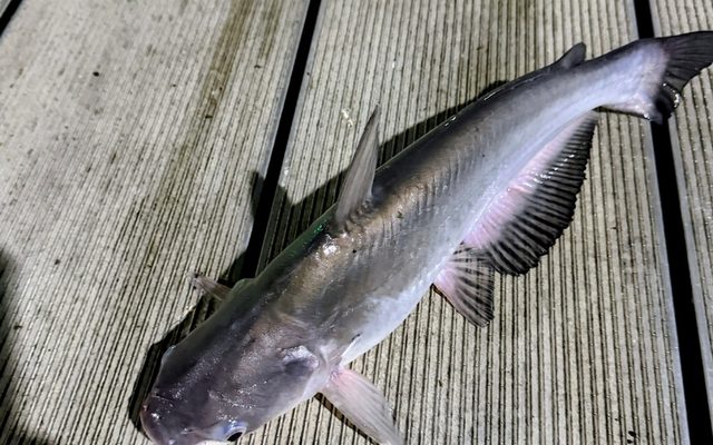 Blue Catfish reference