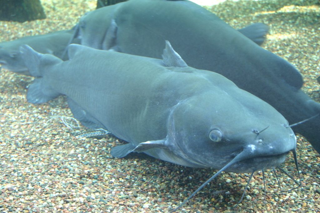 Channel Catfish reference