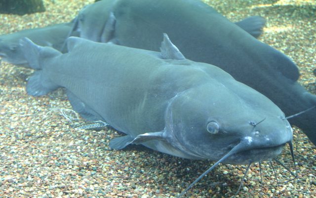 Channel Catfish reference