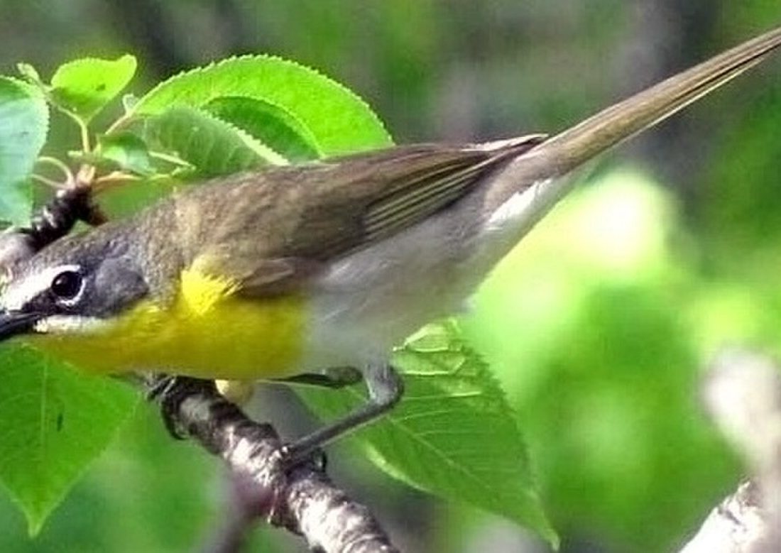 Yellow-breasted Chat reference