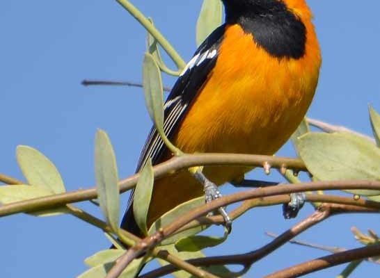 Hooded Oriole reference