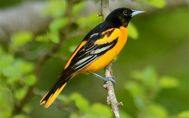 Baltimore Oriole reference