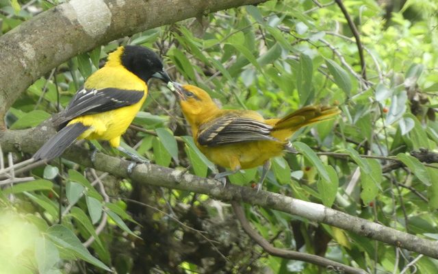 Audubon's Oriole reference