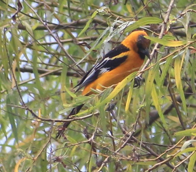Altamira Oriole reference