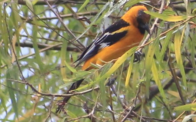 Altamira Oriole reference