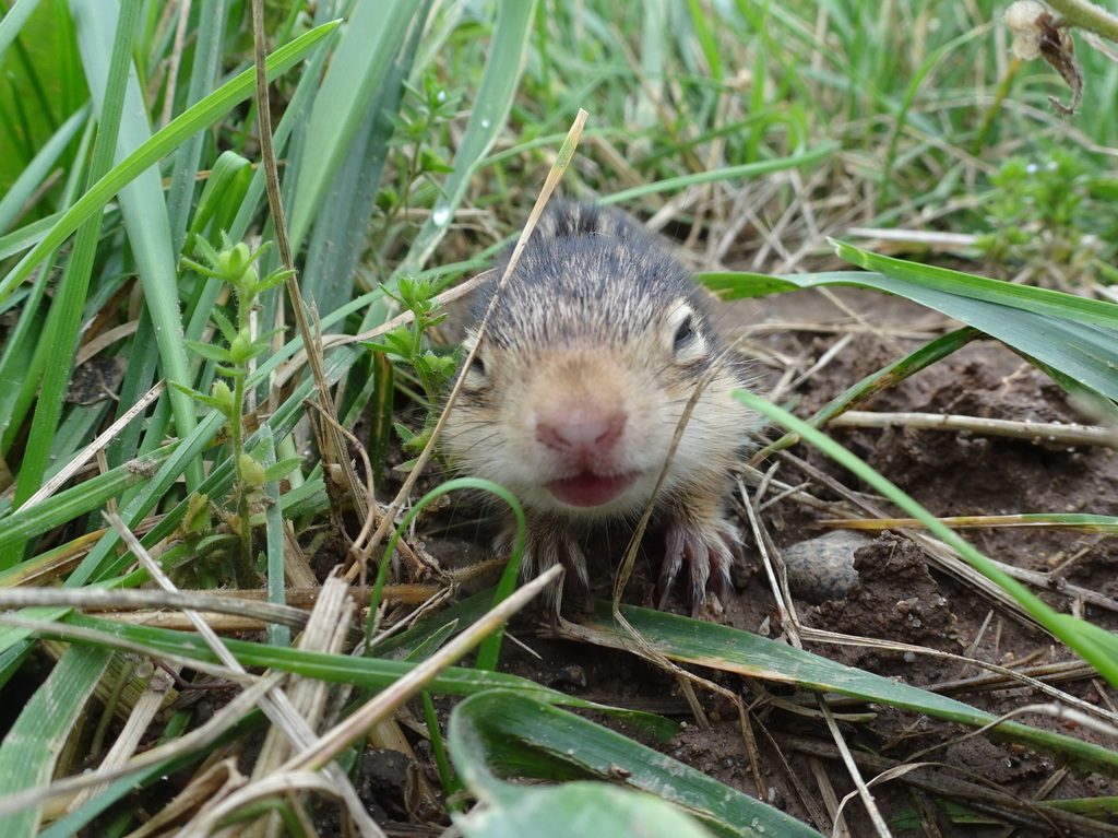 Thirteen-lined Ground Squirrel reference