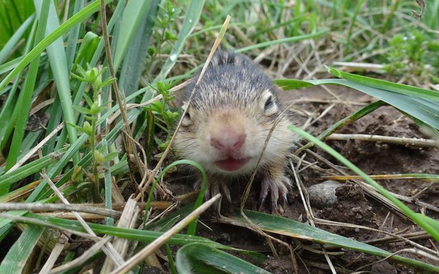 Thirteen-lined Ground Squirrel reference