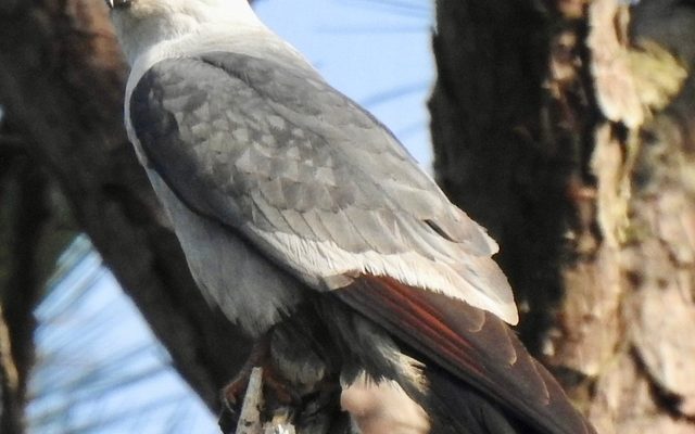 Mississippi Kite reference