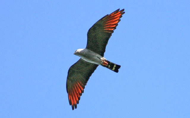 Plumbeous Kite reference