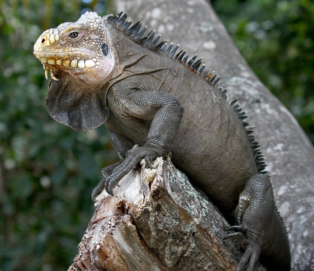Lesser Antillean Iguana reference