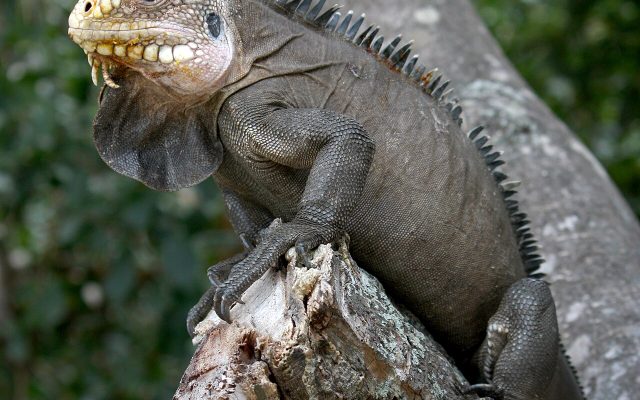 Lesser Antillean Iguana reference