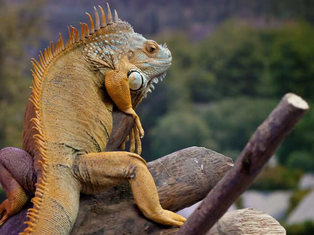 Green Iguana reference