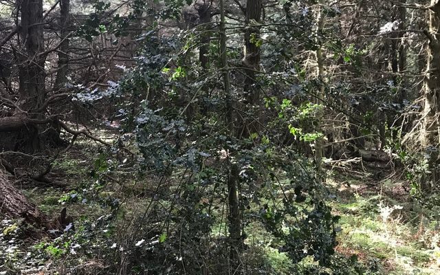 English Holly reference