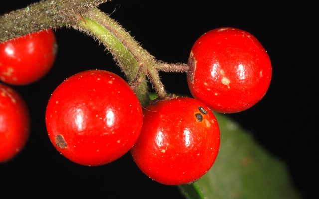 Dahoon Holly reference