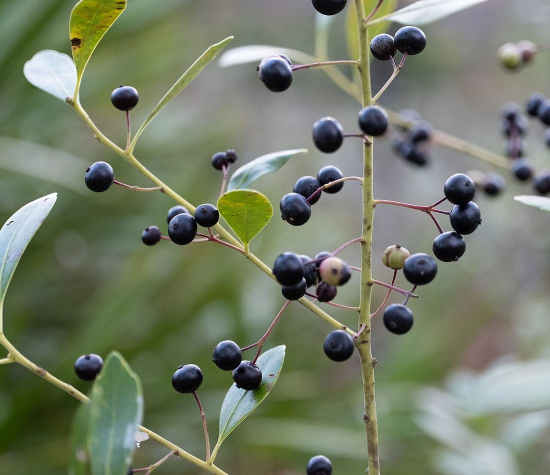 Ilex glabra reference