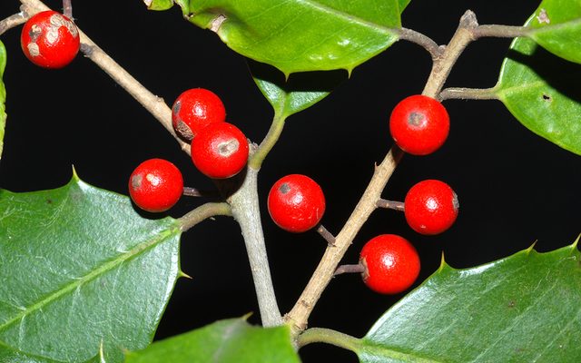 American Holly reference