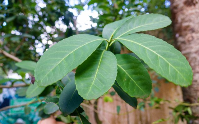 Yerba Mate reference