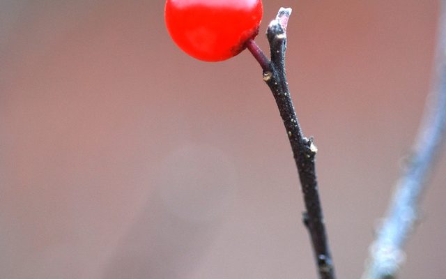 Winterberry reference