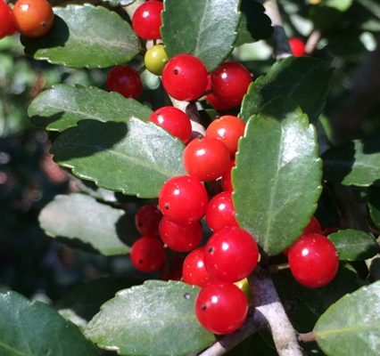 Yaupon Holly reference