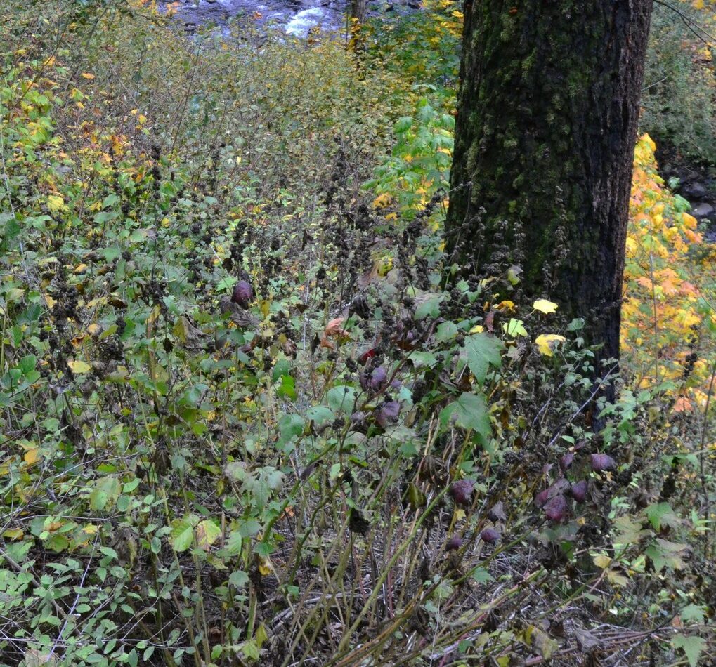 streambank wild hollyhock reference