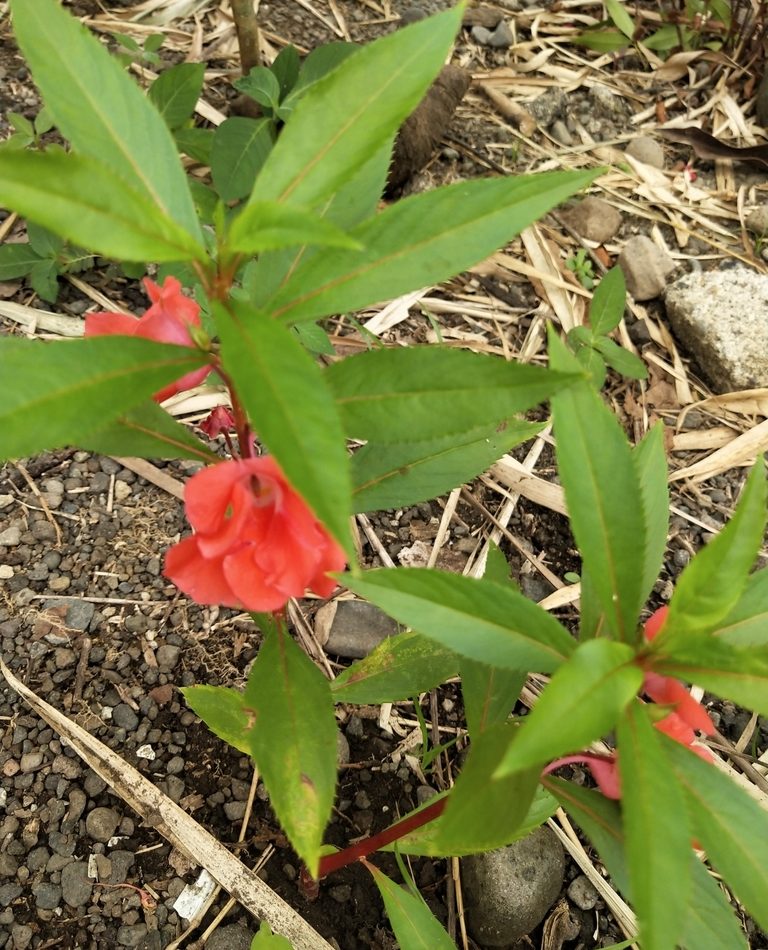 Garden balsam reference