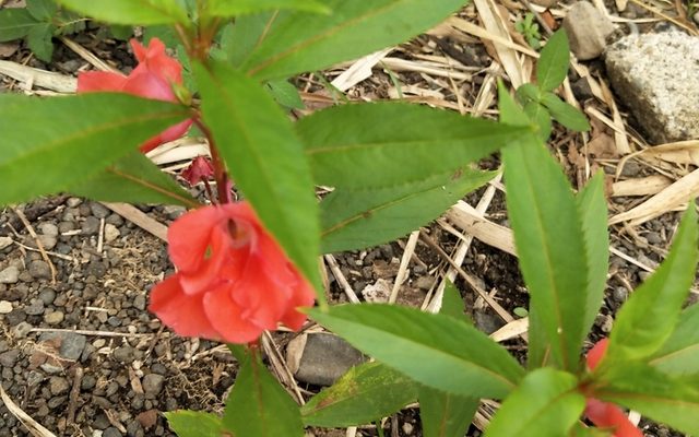 Garden Balsam reference