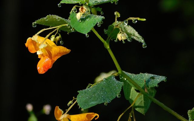 Jewelweed reference