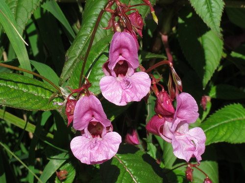 Himalayan Balsam reference