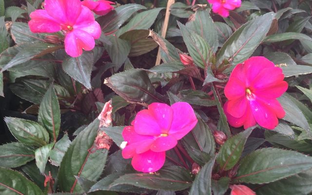 New Guinea Impatiens reference