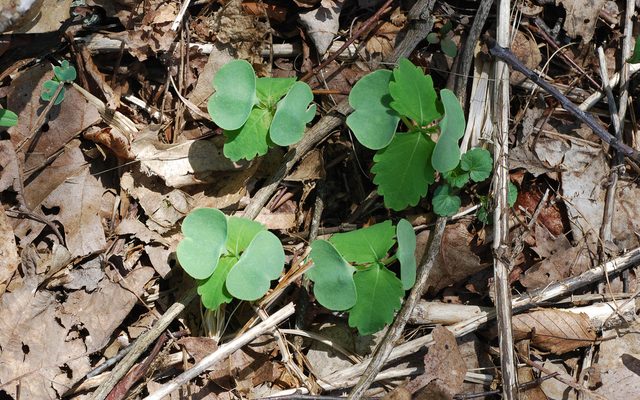 Yellow Jewelweed reference