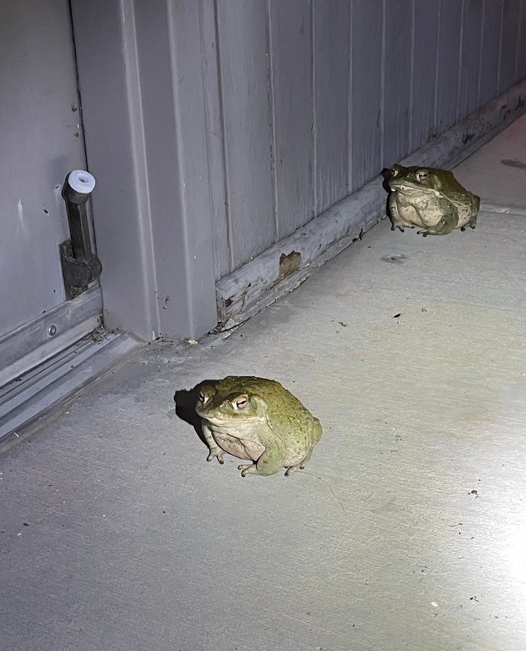 Sonoran Desert Toad reference