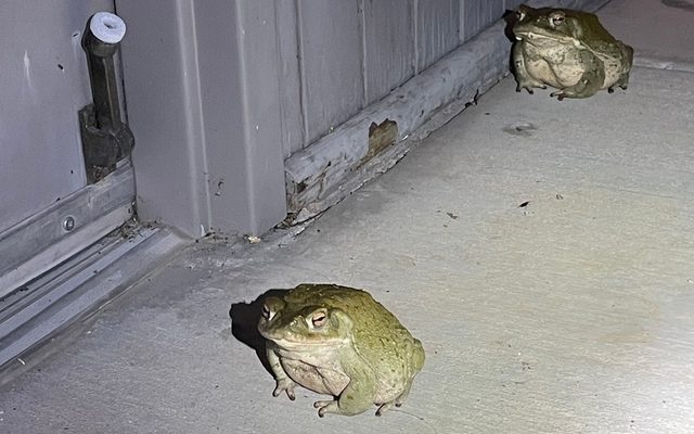 Sonoran Desert Toad reference