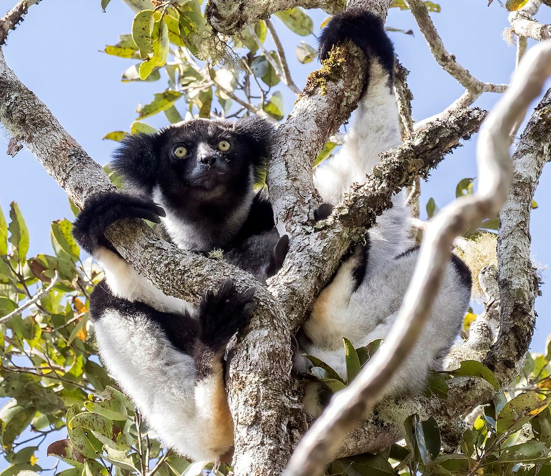 Indri reference