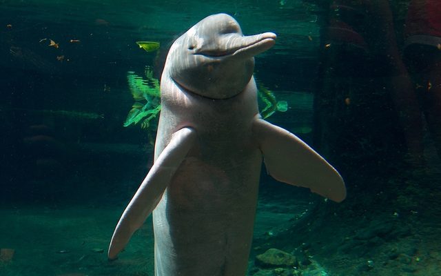 Amazon River Dolphin reference