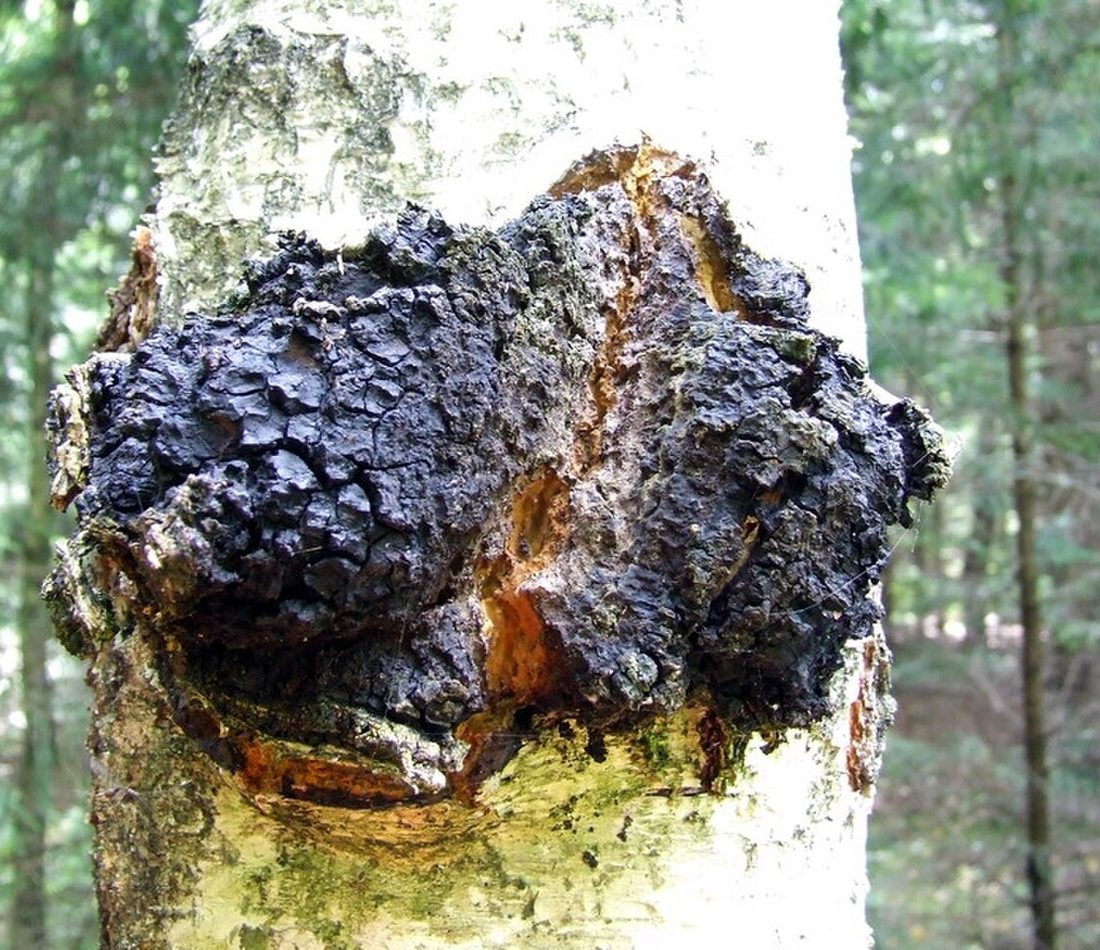 Chaga Mushroom reference