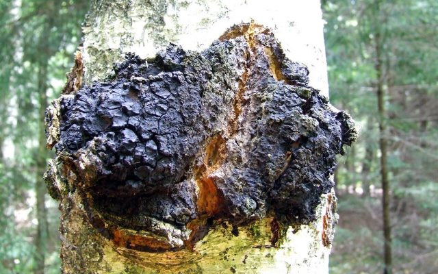 Chaga reference