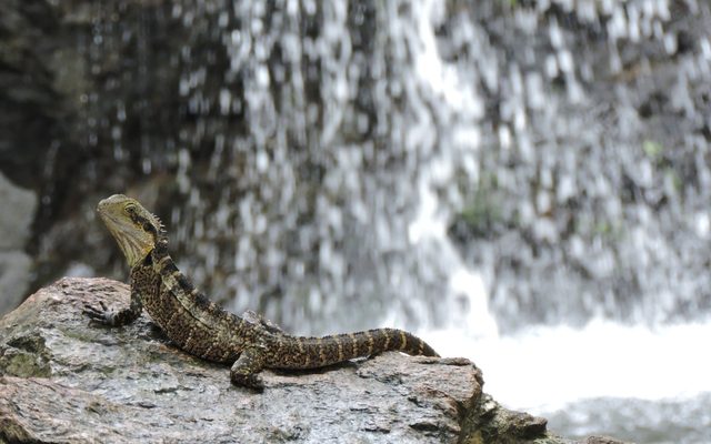 Australian Water Dragon reference