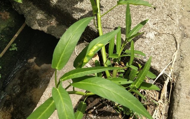 Water Spinach reference