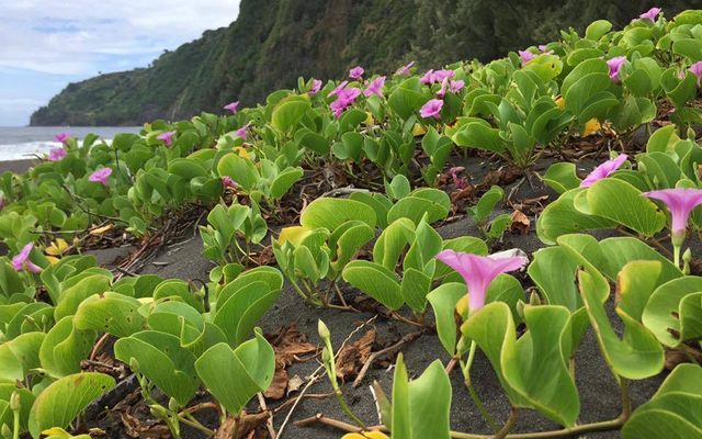 Beach Morning Glory reference
