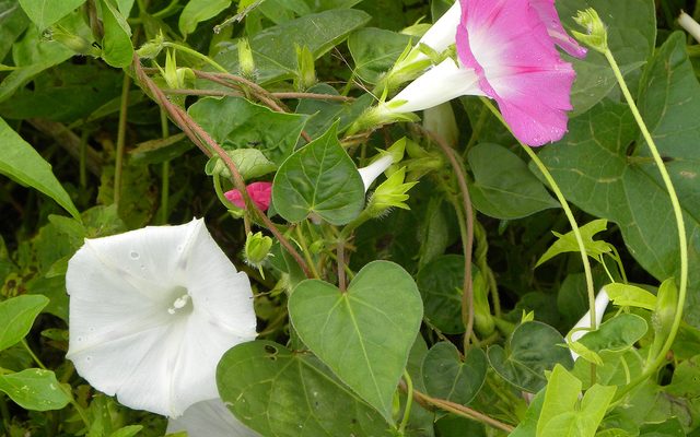 Common Morning Glory reference