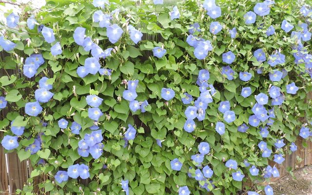 Heavenly Blue Morning Glory reference